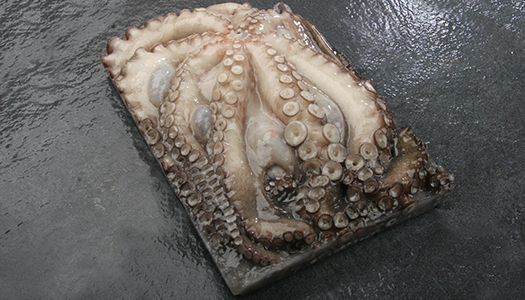 PULPO CONG